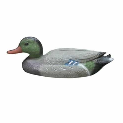 Bermuda Pond Male Duck