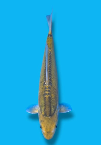 Marusaka Midorigoi #3 31cm