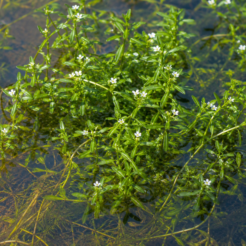 Callitriche Pond Plant Water Starwart
