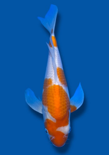 Suda Kohaku Hirenaga (longfin)