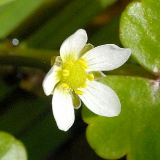 Ranunculus Hederacious Pond Plant Ivy-leafed Crowfoot
