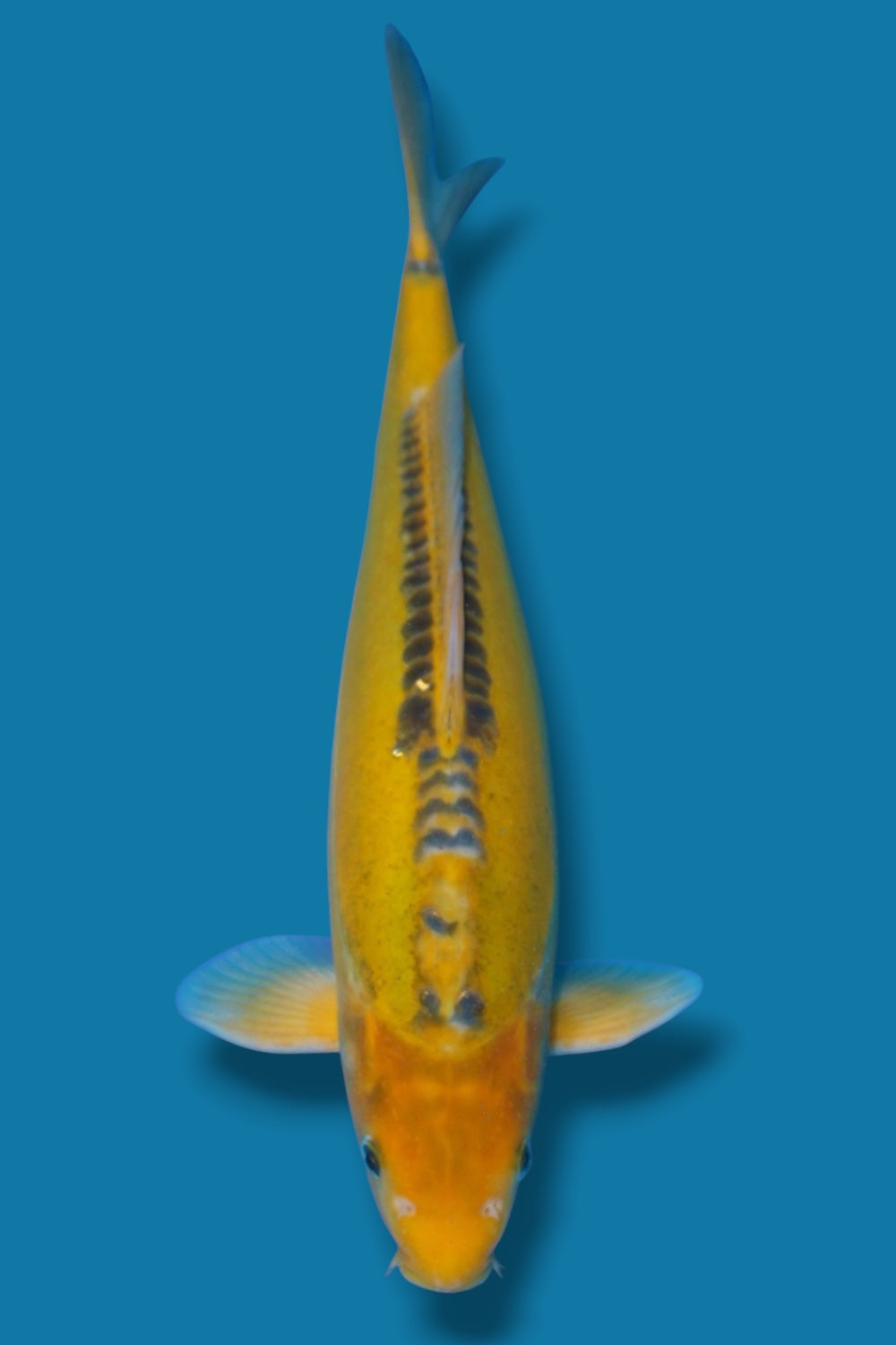 Midorigoi Doitsu #4 - 37cm - Nisai - Marusaka Koi Farm