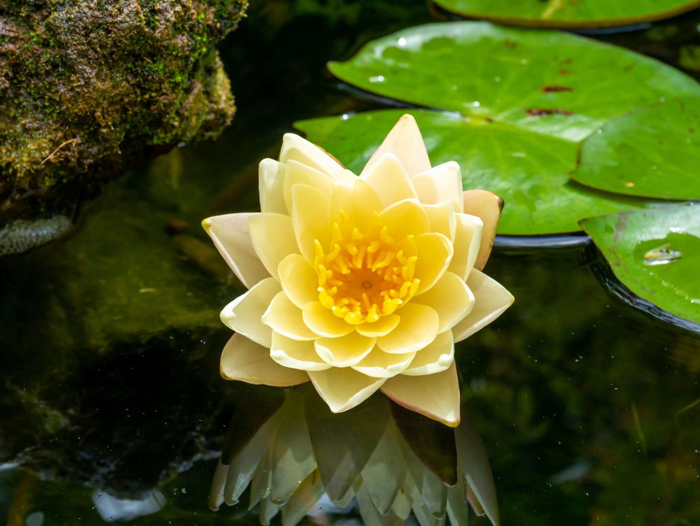 Pygmaea Helvola Miniature Water Lilly 1 Ltr Pond Plant