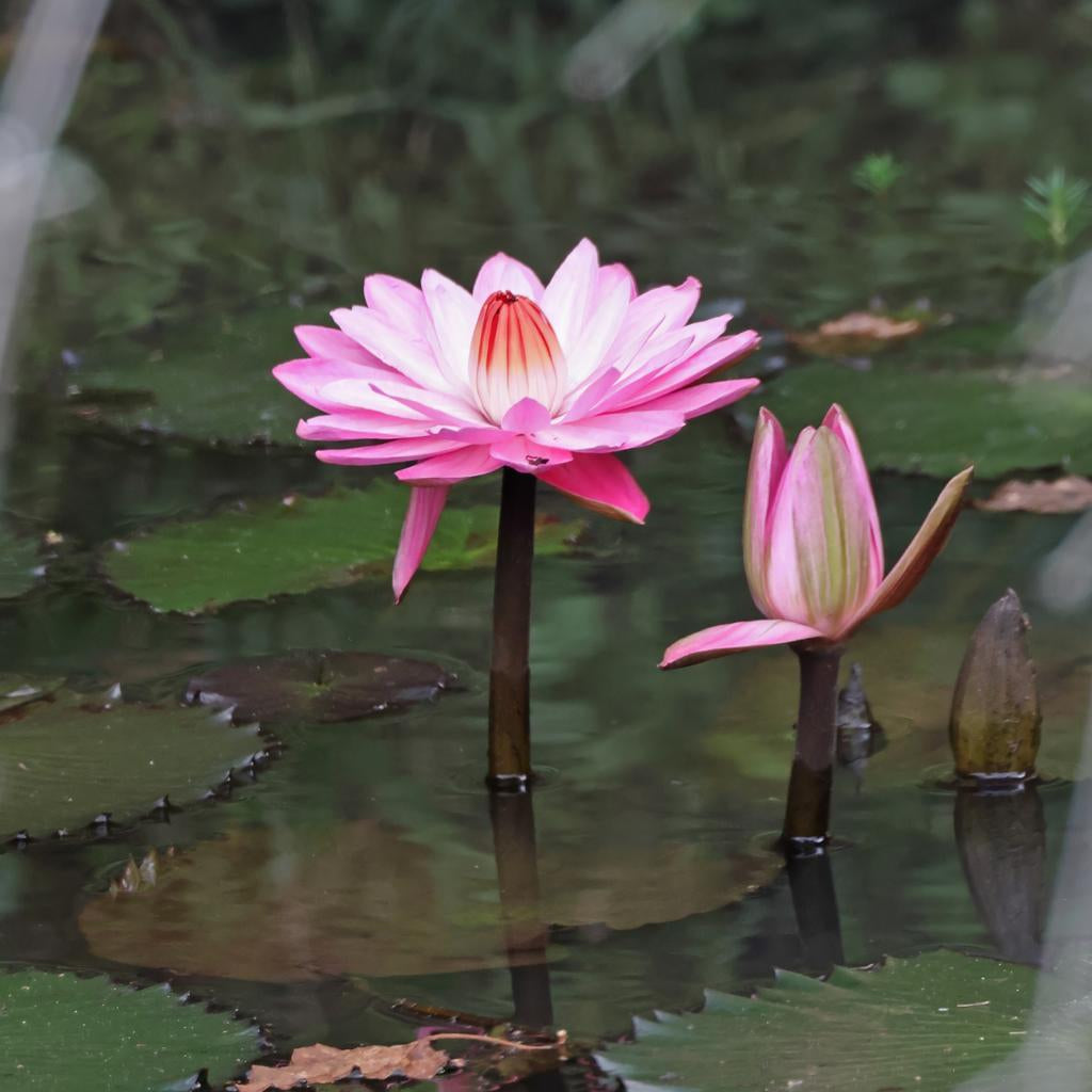 Rosennymph Medium Water Lily 3 Ltr Hex Pond Plant