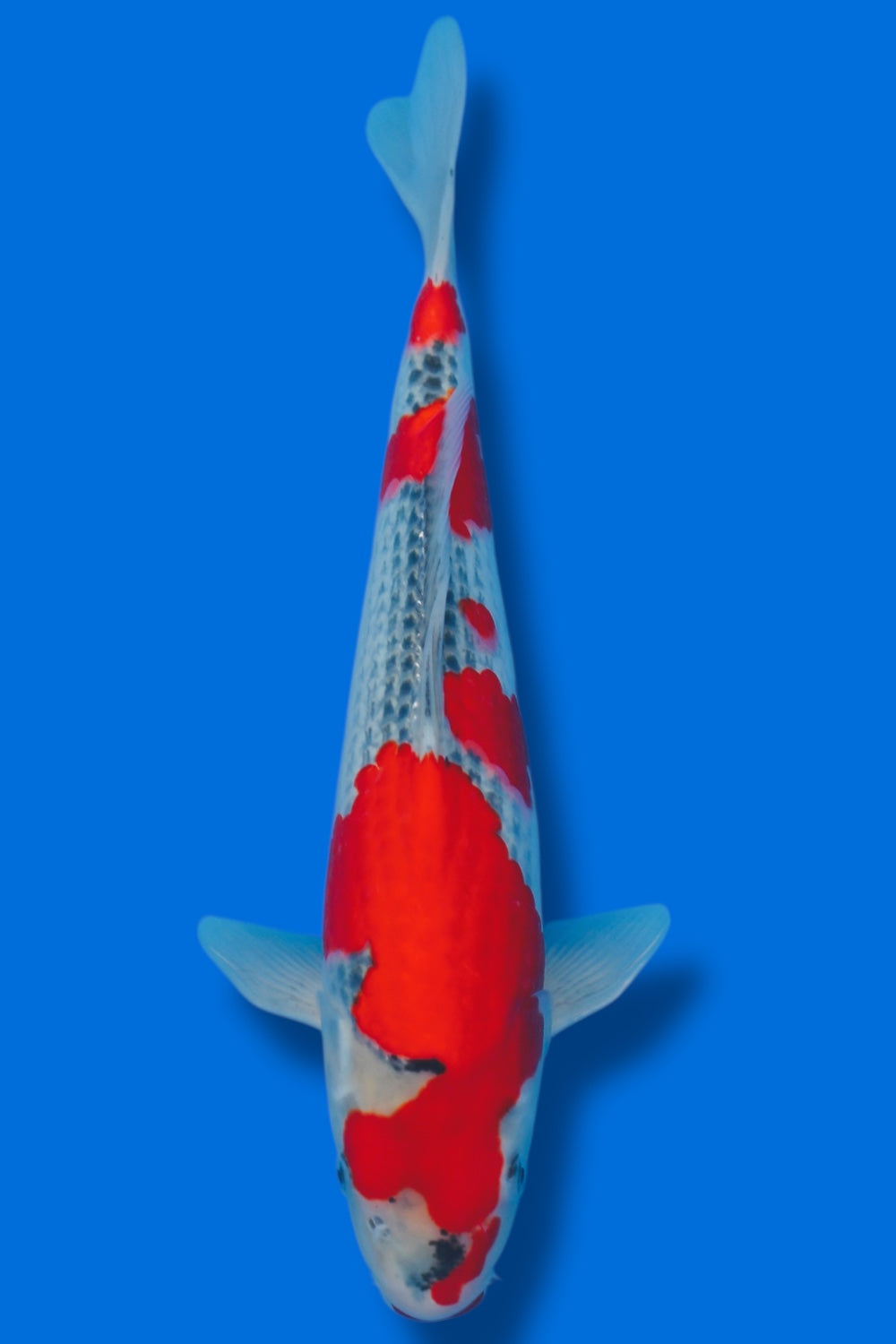 Goshiki #5 - 35cm - nisai - Kawakami Koi Farm