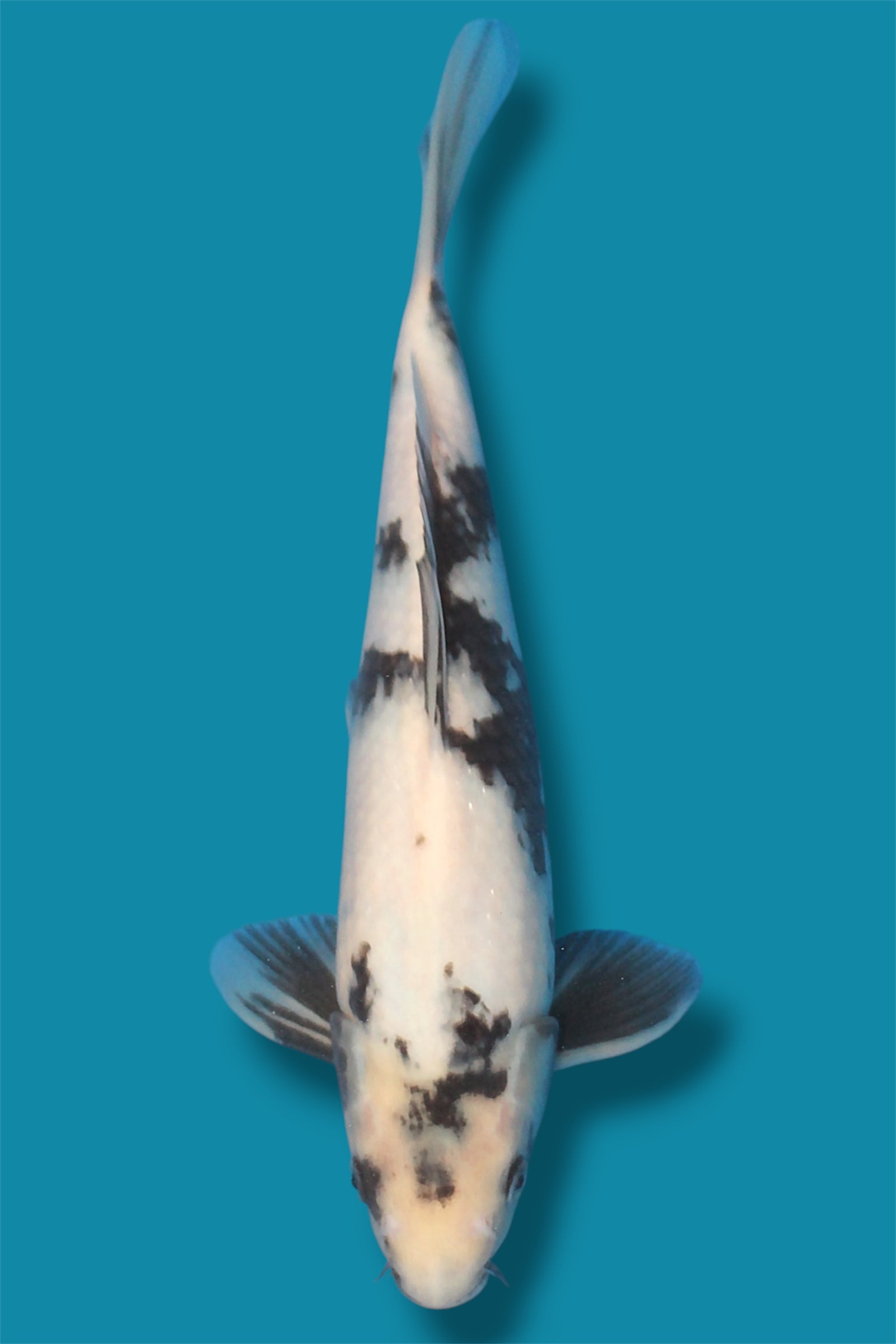 Shiro Utsuri #1 - 32cm - nisai - Okawa Nishikigoi Center