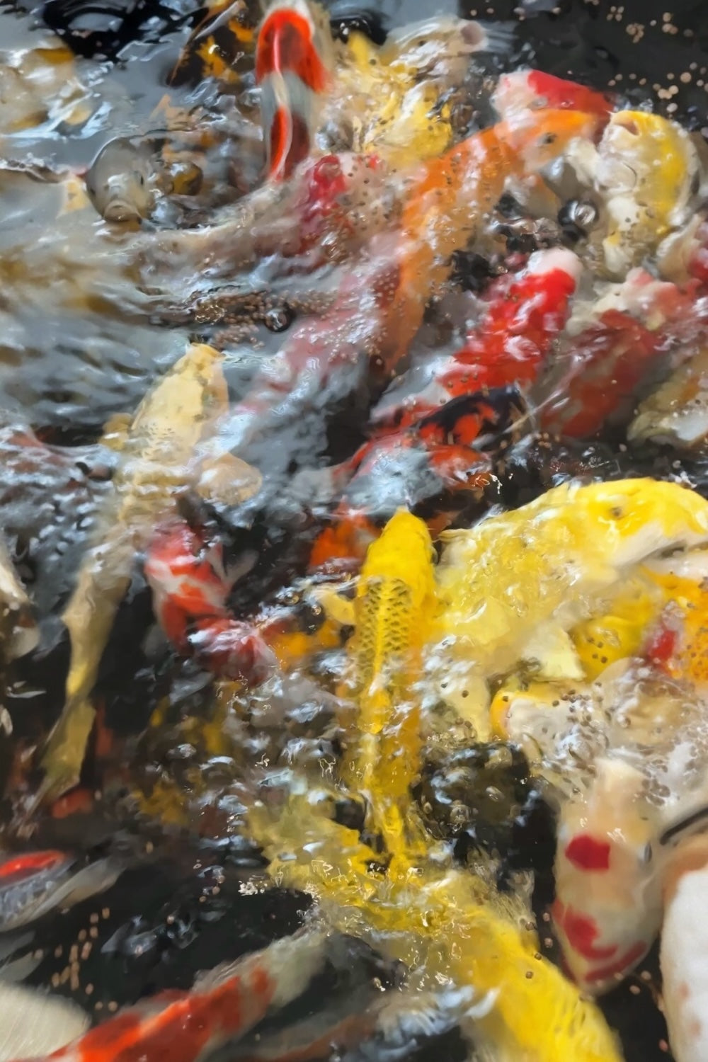 Young Nisai selection - 20-30cm - Nisai - Marusei Koi Farm
