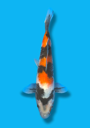 Isa Showa #9 20cm