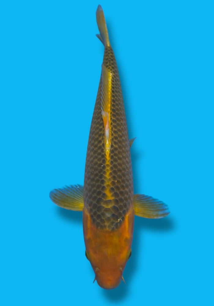 Taniguchi Golden Corn #1 40cm