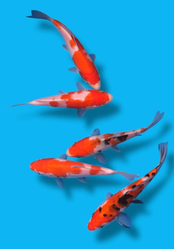 Marudo Gosanke tosai 17-20cm
