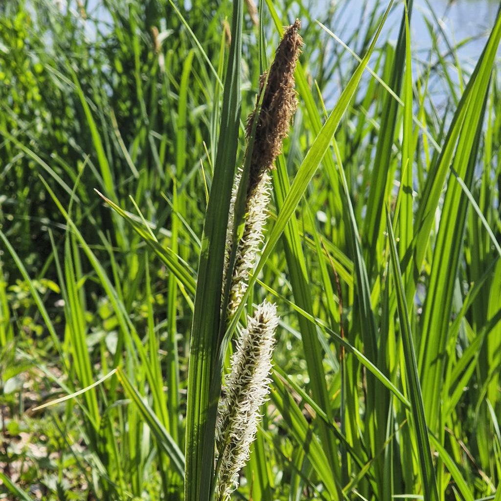 Carex Pseudocyperus Pond Plant Cyperus Sedge