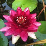 Almost Black Medium Water Lily 3 Ltr Hex Pond Plant