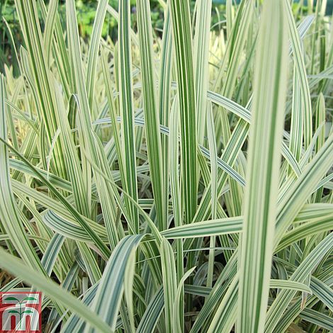 Glyceria Maxima Variegata Pond Plant Variegated Reed Sweet Grass