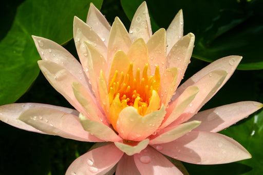 Georgia Peach Medium Water Lily 3 Litre Hex