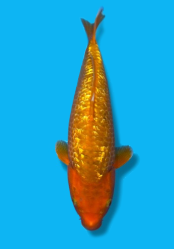 Taniguchi Golden Corn #5 37cm