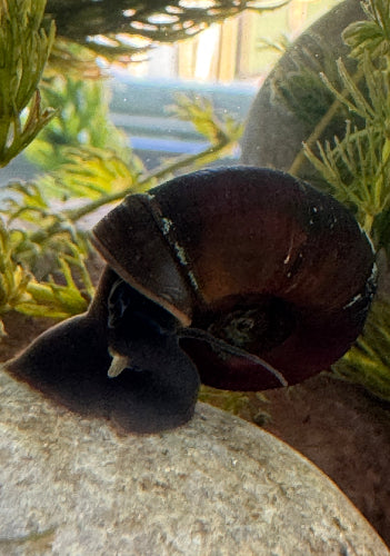 Ramshorn Snails