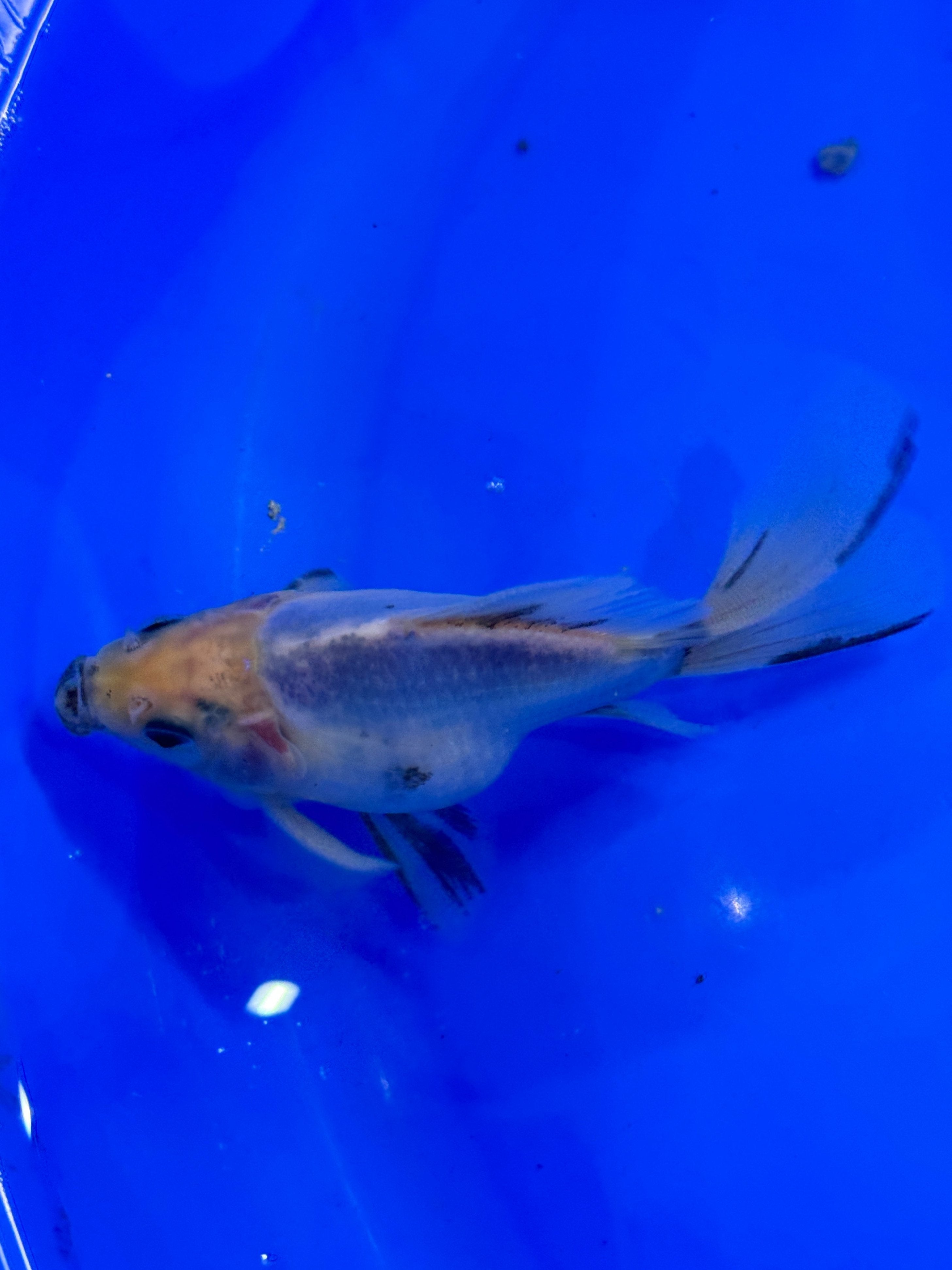 HQ NND Tamasaba Japanese Goldfish - Kawari 13cm