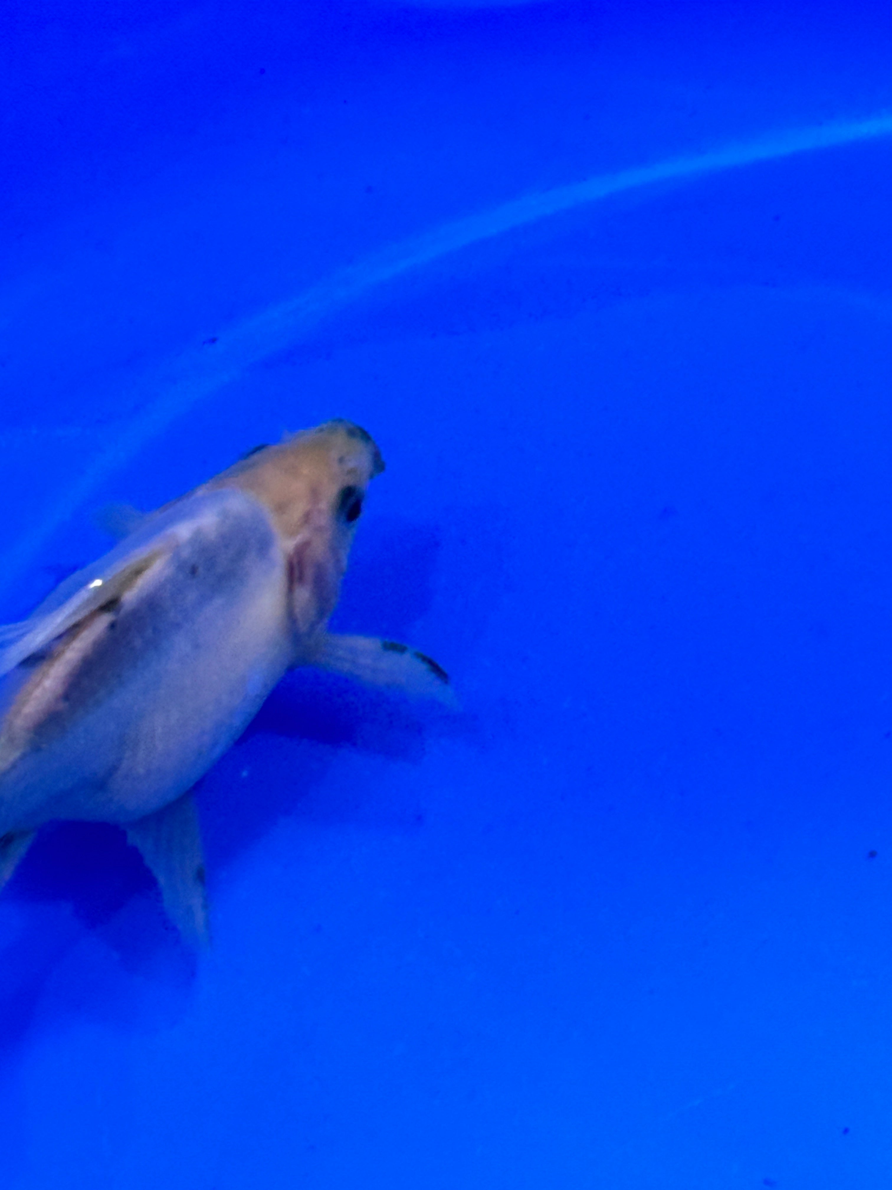HQ NND Tamasaba Japanese Goldfish - Kawari 13cm