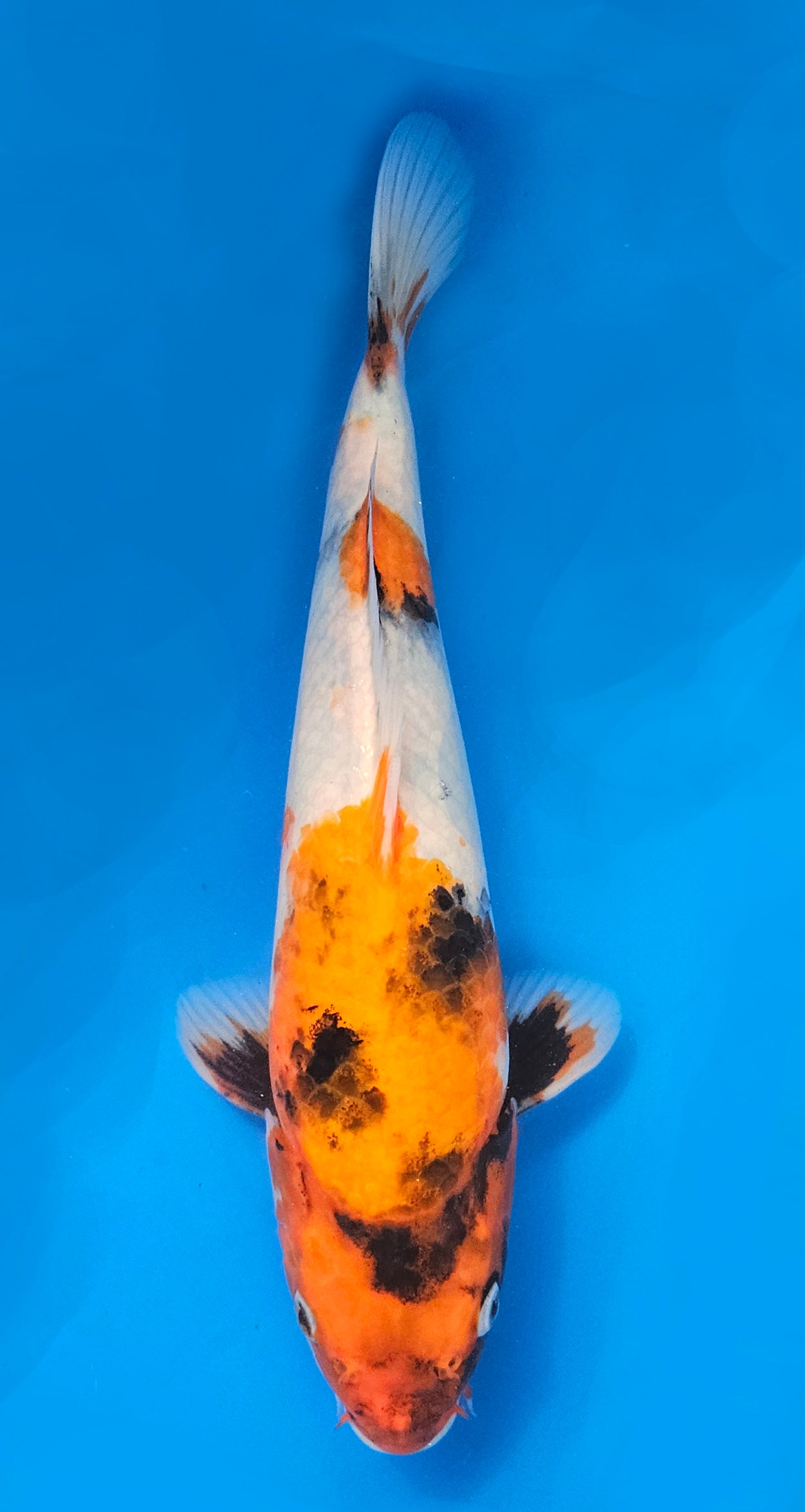 Isa Showa 31cm