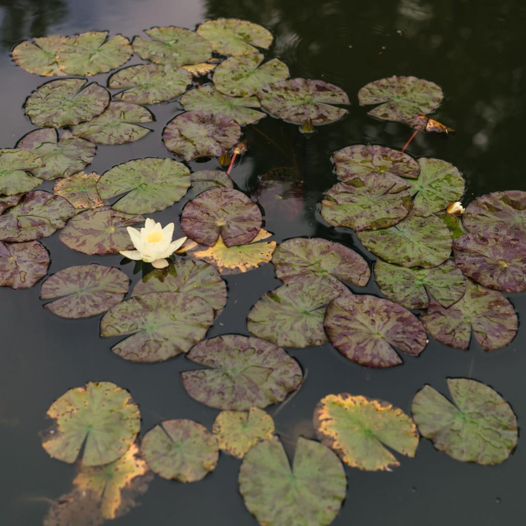 Odorata Minor Dwarf/Small Water Lilly 2 Ltr Pond Plant