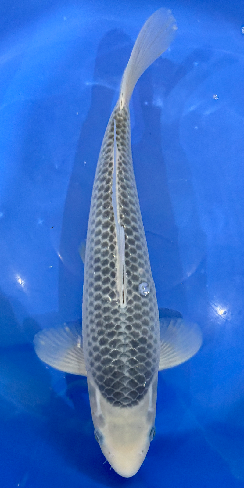 Japanese Koi from the breeder Oya. Beautiful Asagi with great body and development potential. Age Nisai.