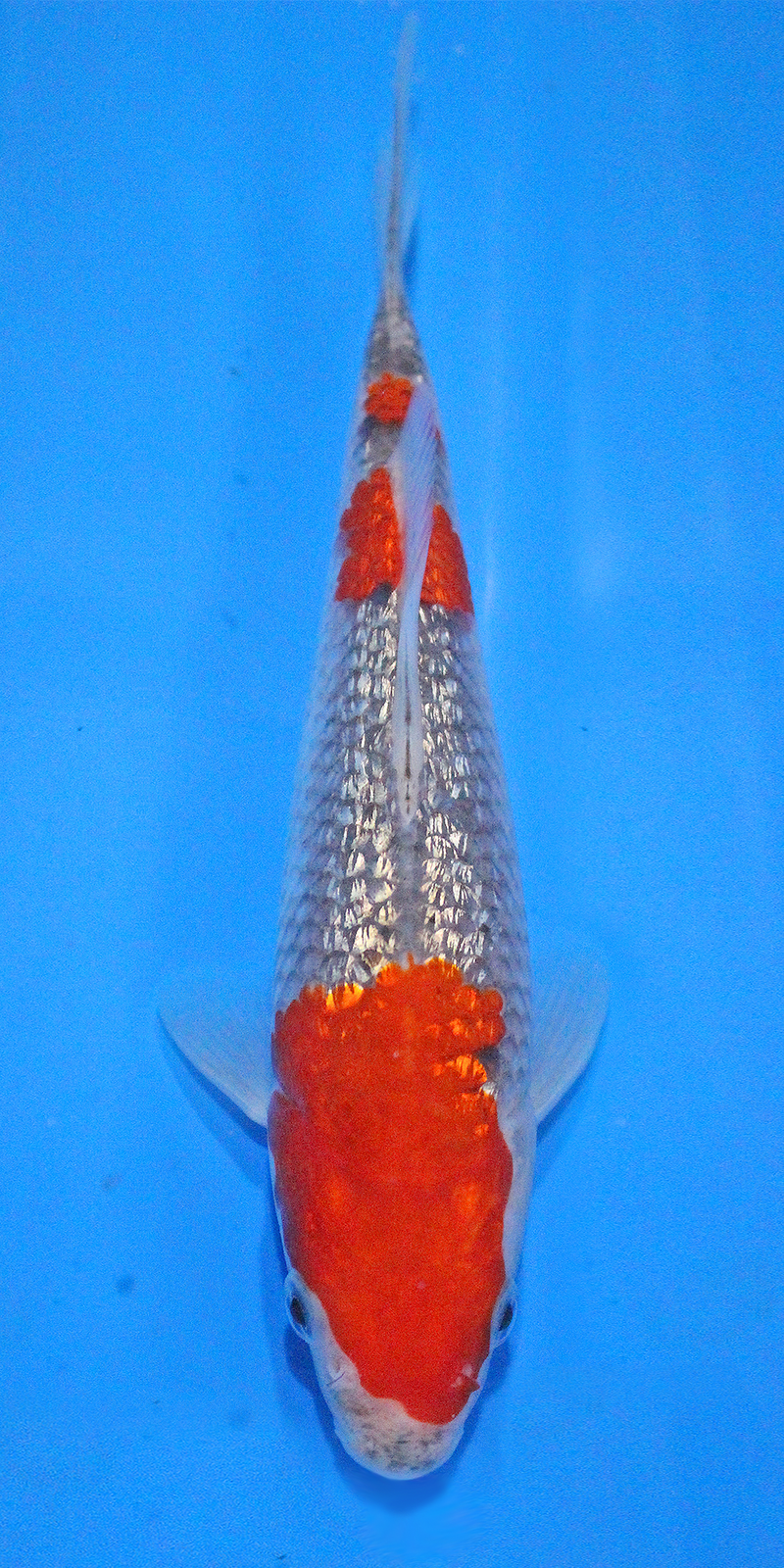 Beautiful Japanese high quality koi from the breeder Koda. This stunning ginrin goshiki has a 3-step pattern.
