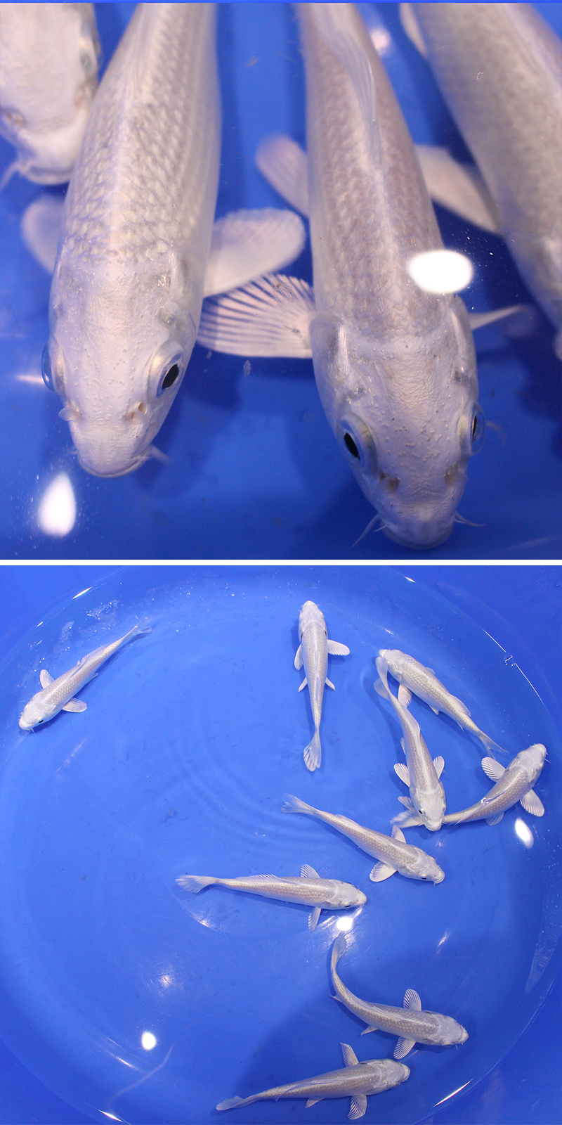 Japanese Koi from the breeder Kazuo Tanaka. A beautiful selection of platinum ogon and ginrin platinum ogon,
