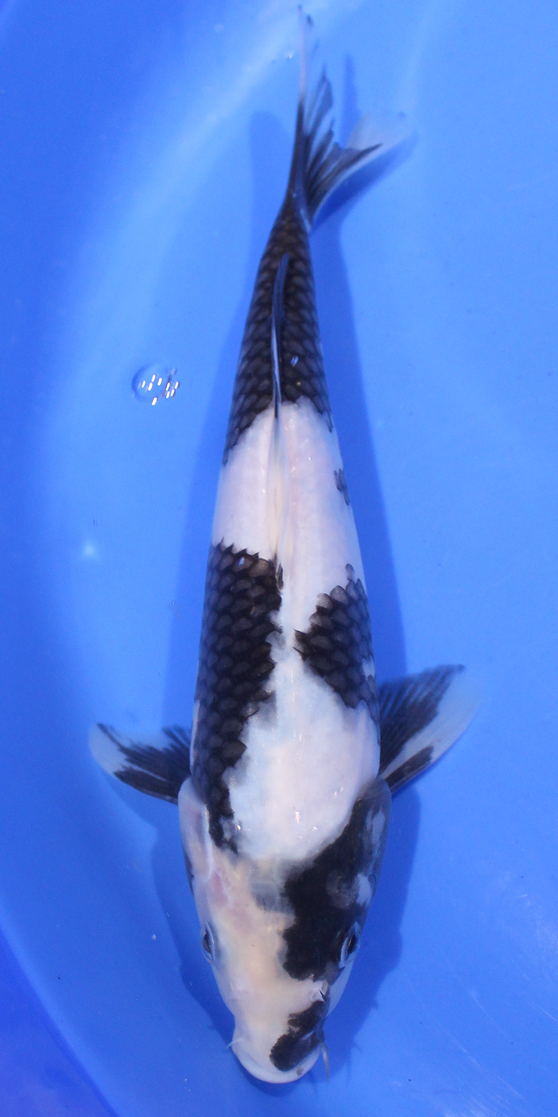 A stunning Shiro Utsuri from the infamous Japanese Koi carp breeder Omosako.,