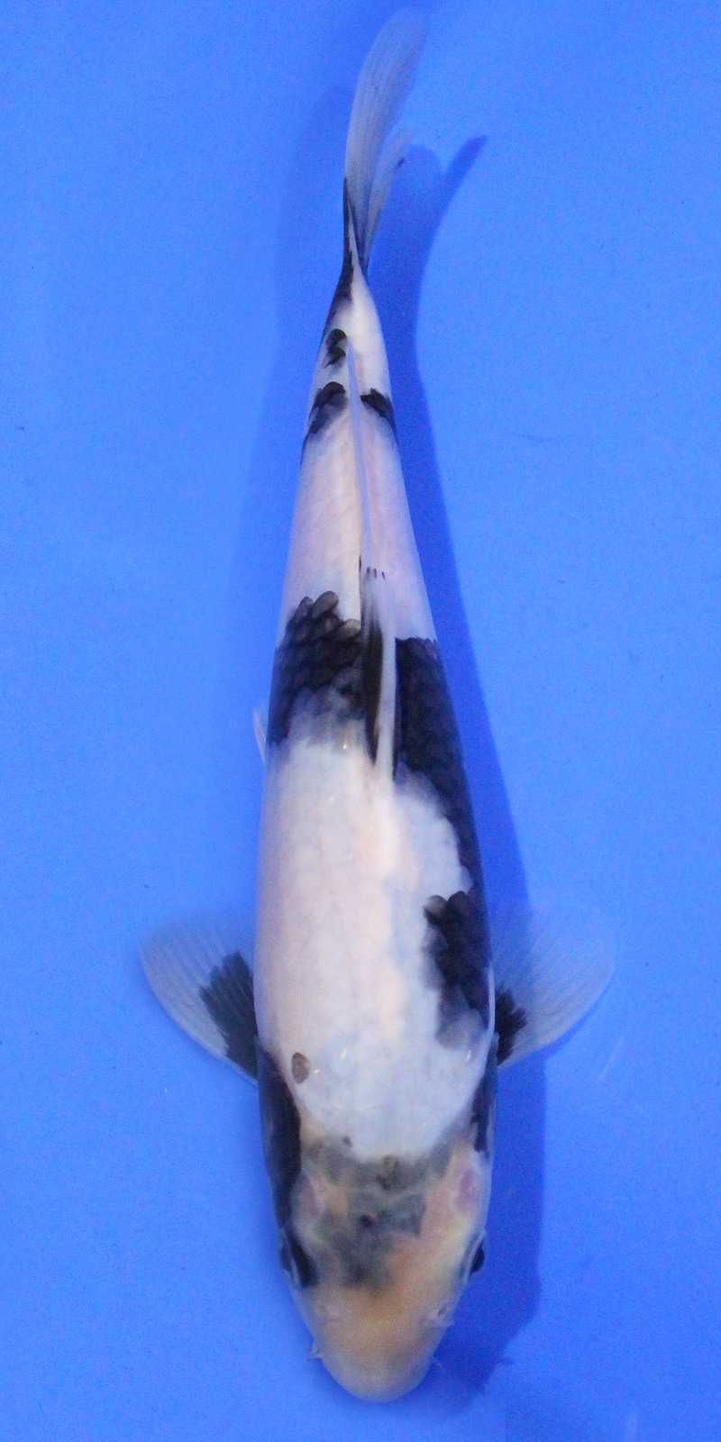 A beautiful Shiro Utsuri Japanese Koi carp bred by the famous breeder Omosako.