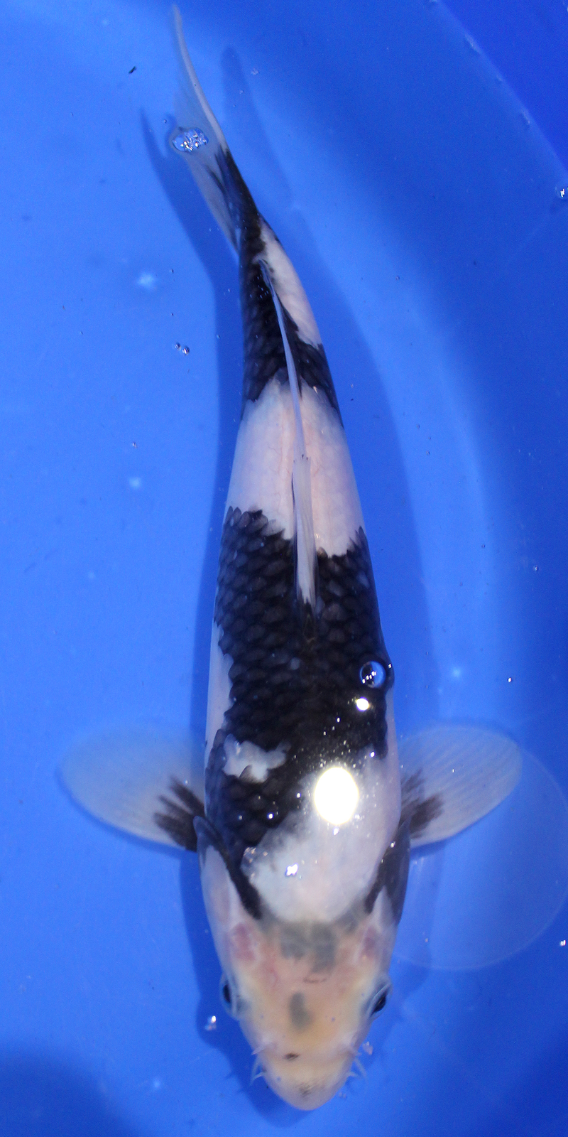 A stunning Shiro Utsuri from the Japanese Koi carp breeder Omosako.