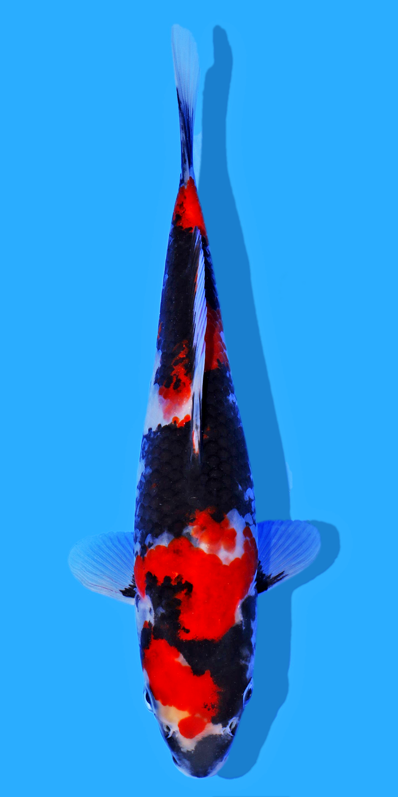 22cm Showa for the grow out event held by Ricky Stoddart at Koi Wholesale.