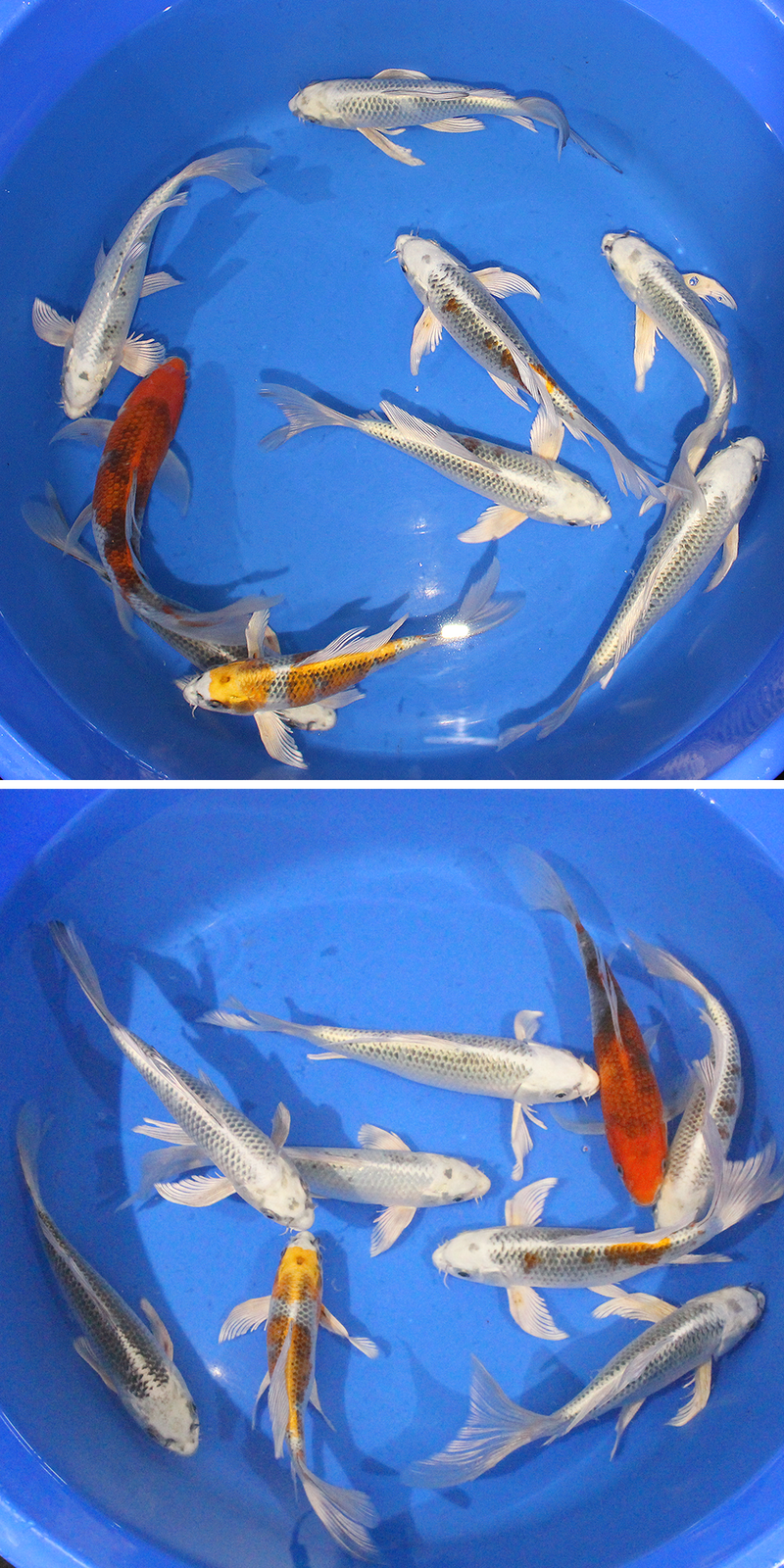 Beautiful long-fin butterfly koi from the Japanese breeder Suda.