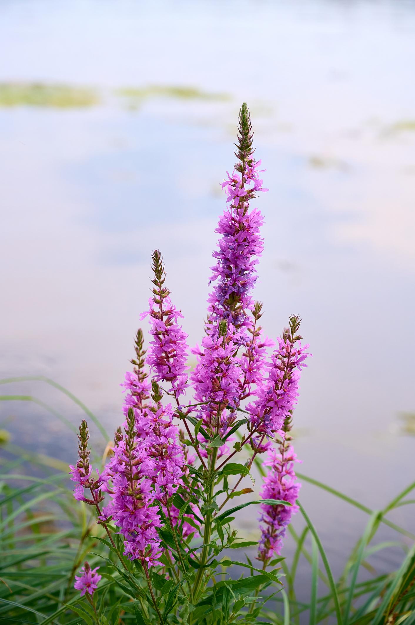 Lythrum Salicaria Pond Plant Purple Loosestrife