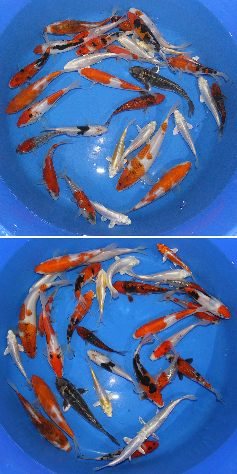 Beautiful Japanese koi from the breeder Koda. This mix of varieties are tosai, one year of age.