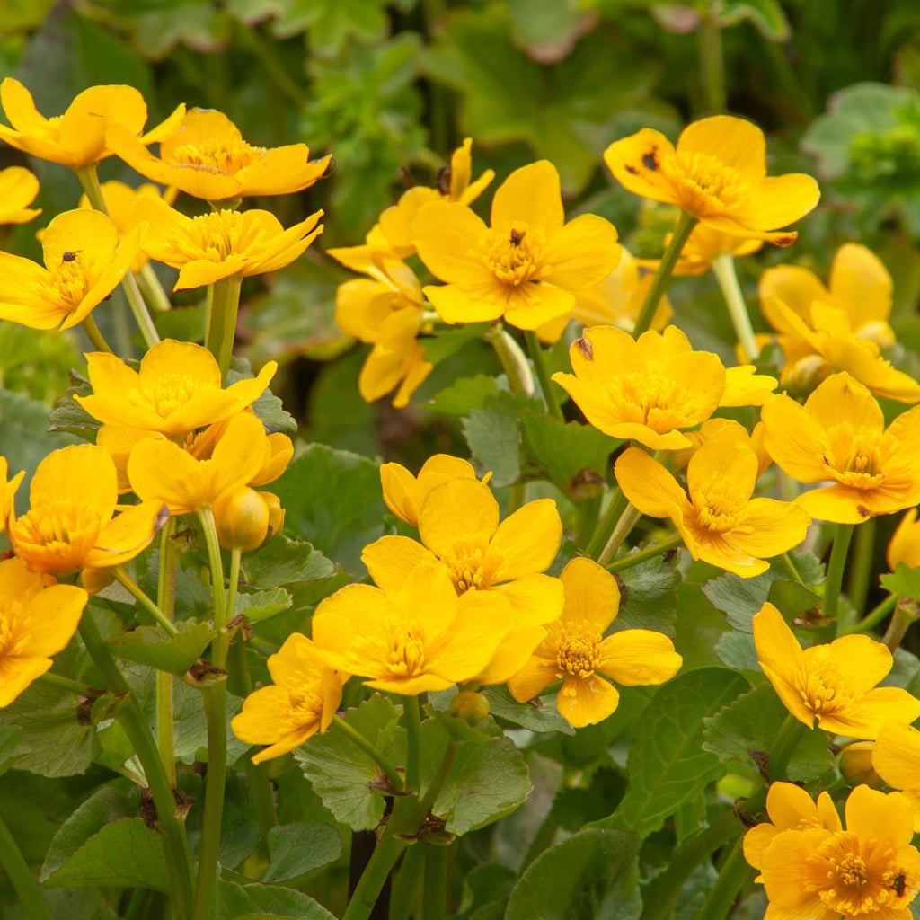 Caltha Palustris Pond Plant Marsh Marigold