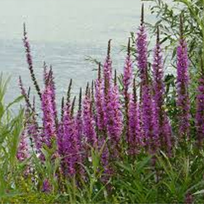 Lythrum Salicaria Pond Plant Purple Loosestrife