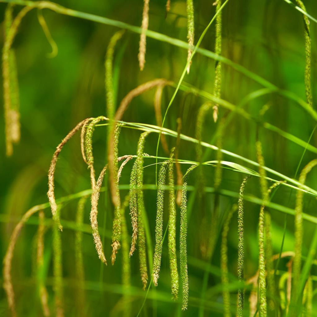 Carex Pendula Pond Plant Pendulous Sedge