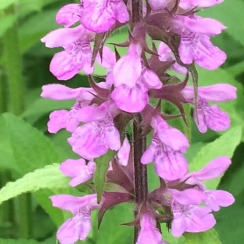 Stachys Palustris Pond Plant Marsh Woundwort