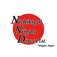 NND Showa #1
