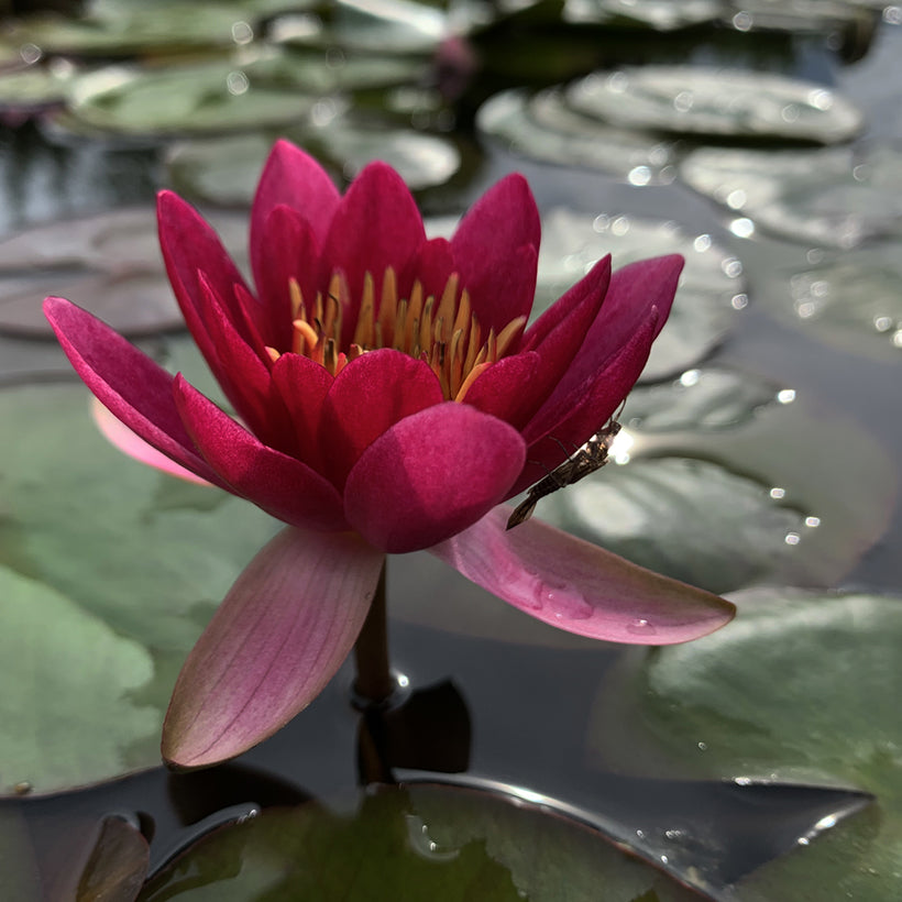 Froebeli Dwarf/Small Water Lilly 2 Ltr Pond Plant