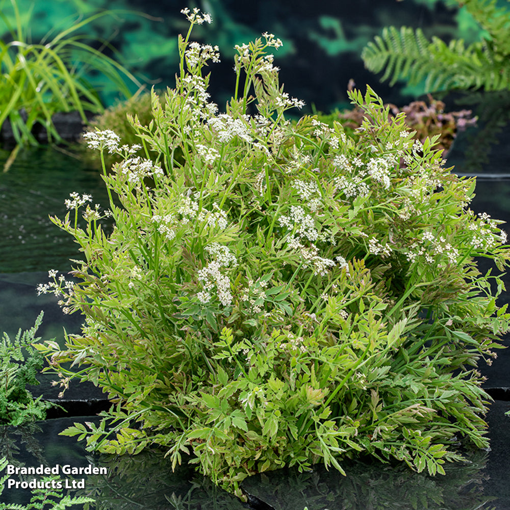 Oenanthe Fistulosa Flamingo Pond Plant Variegated Water Dropwort