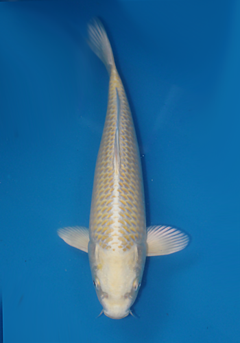 Okawa Yamabuki Ogon 27cm