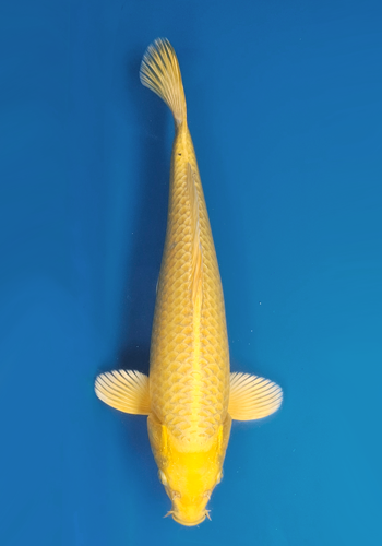 Okawa Yamabuki Ogon 35cm