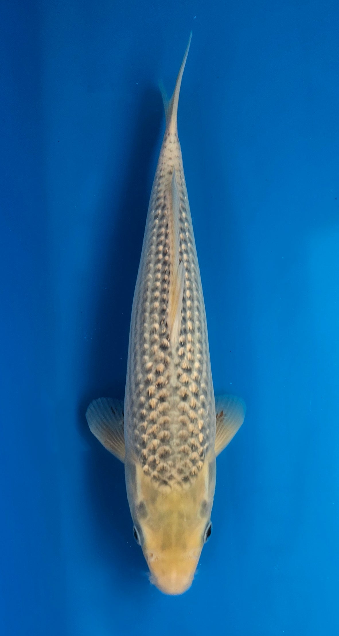 Okawa Ginrin Asagi 31cm