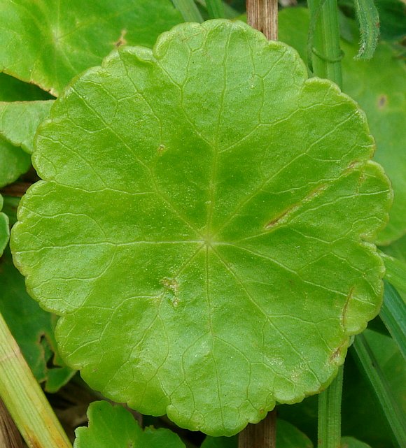 Hydrocotyle Vulgaris Pond Plant Marsh Pennywort