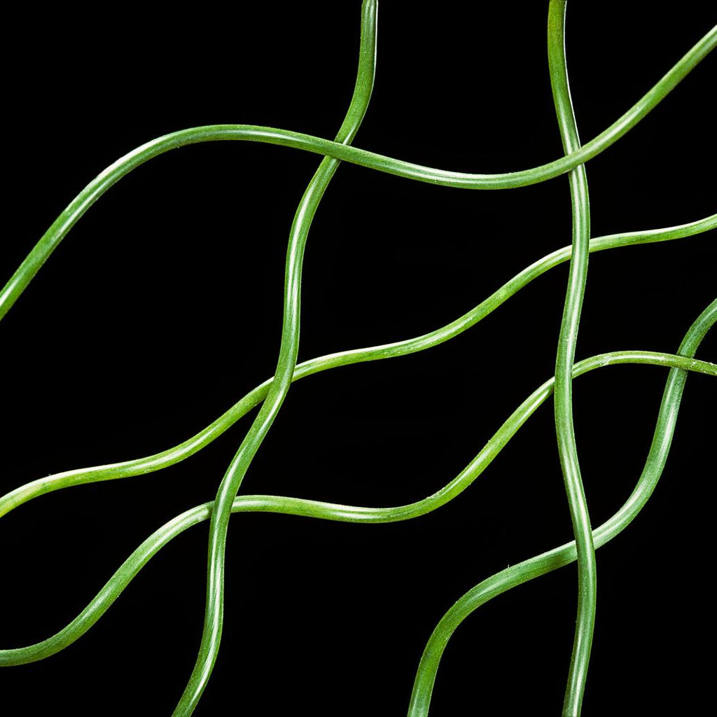 Juncus Effusus Spiralis Pond Plant Corkscrew Rush
