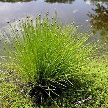 Scirpus Cernuus Pond Plant Bushy Horsetail Rush