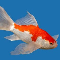 Goldfish 4-5"