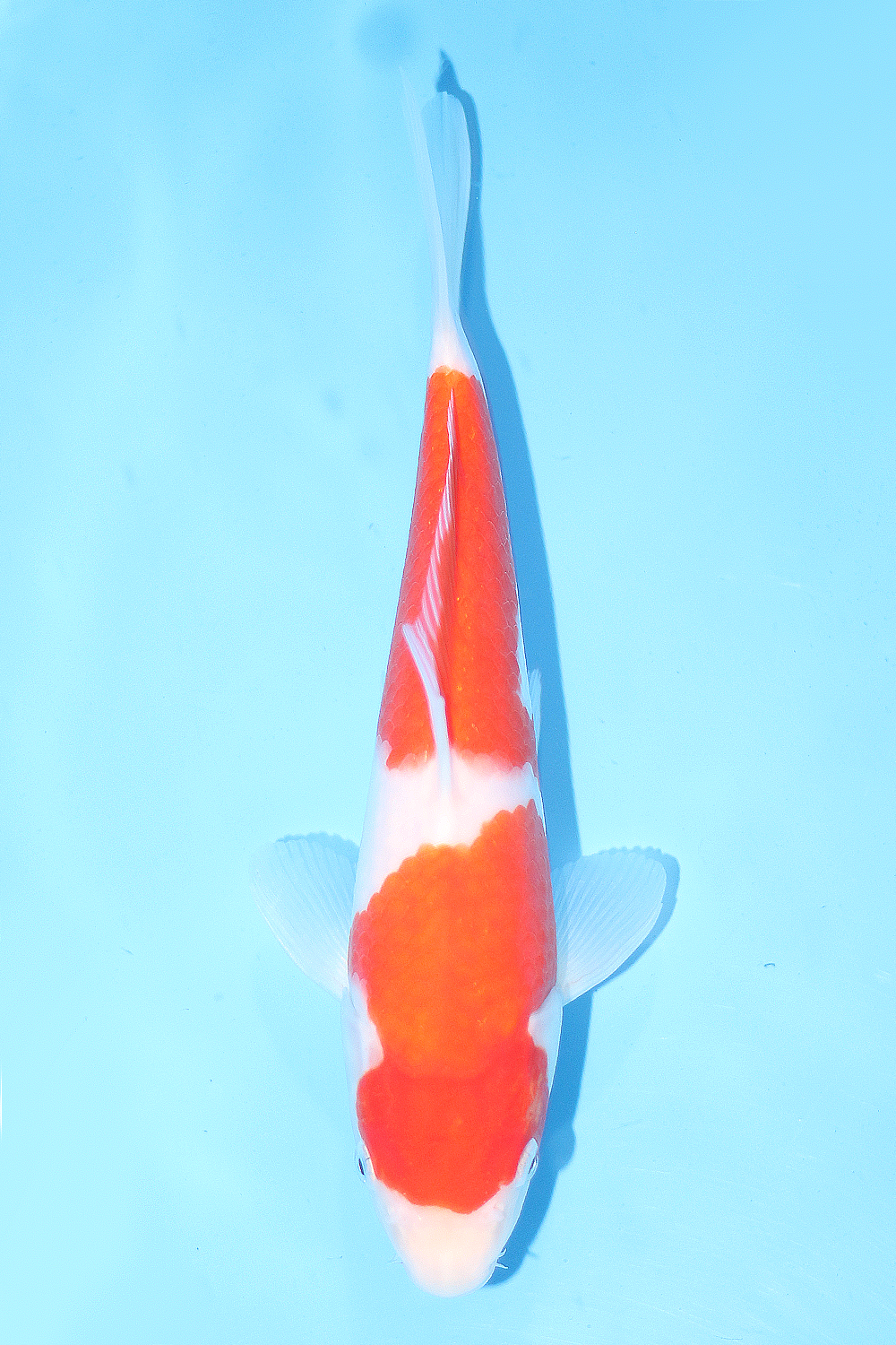 Kohaku - jumbo tosai 29cm - Tamaura Koi Farm (TAM-KOH-01)