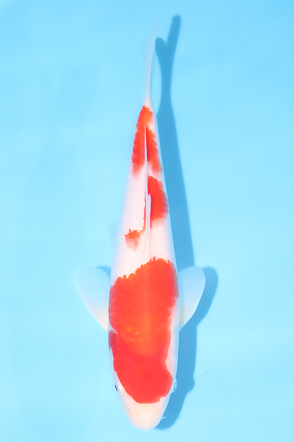 Kohaku - jumbo tosai 28cm - Tamaura Koi Farm (TAM-KOH-03)